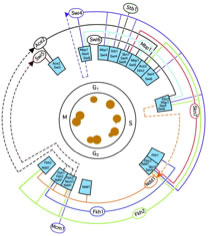 Gene Regulatory Networks